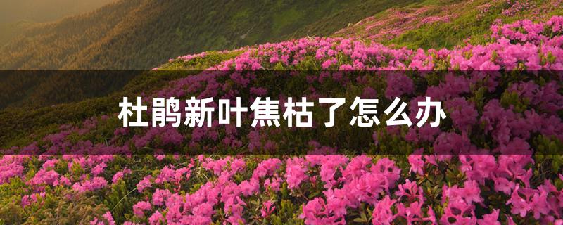 杜鹃新叶焦枯了怎么办 杜鹃新叶焦枯了怎么办