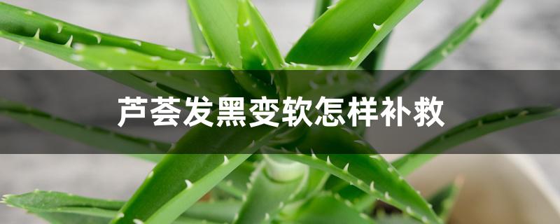 芦荟发黑变软怎样补救 芦荟发黑变软怎样补救