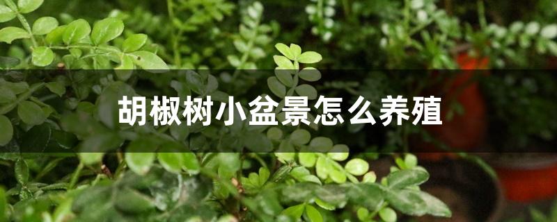 胡椒树小盆景怎么养殖 胡椒树小盆景怎么养殖