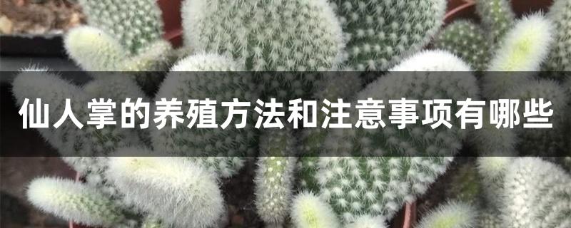 仙人掌的养殖方法和注意事项有哪些 仙人掌的养殖方法和注意事项有哪些