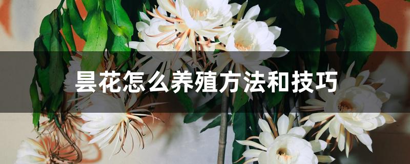 昙花怎么养殖方法和技巧 昙花怎么养殖方法和技巧