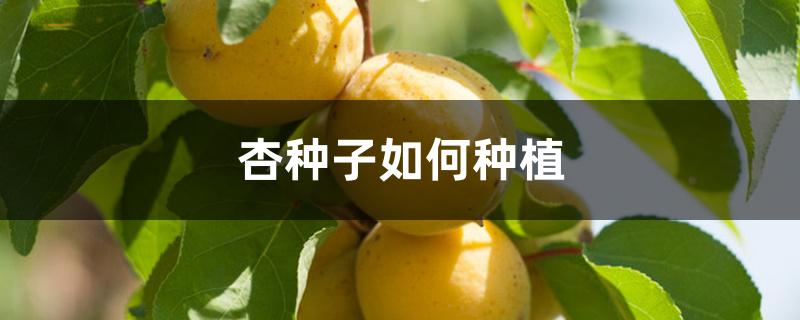 杏种子如何种植 杏种子如何种植