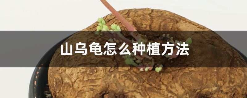 山乌龟怎么种植方法 山乌龟怎么种植方法