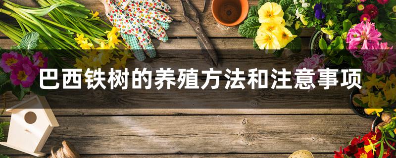 巴西铁树的养殖方法和注意事项 巴西铁树的养殖方法和注意事项