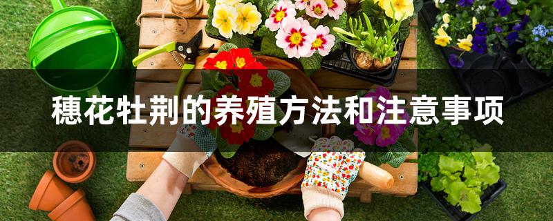 穗花牡荆的养殖方法和注意事项