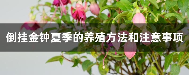 倒挂金钟夏季的养殖方法和注意事项 倒挂金钟夏季的养殖方法和注意事项