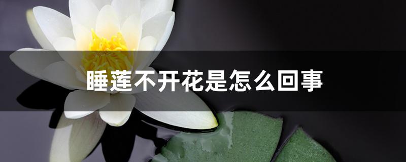 睡莲不开花是怎么回事 睡莲不开花是怎么回事