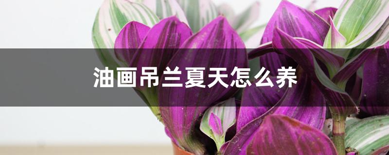 油画吊兰夏天怎么养 油画吊兰夏天怎么养