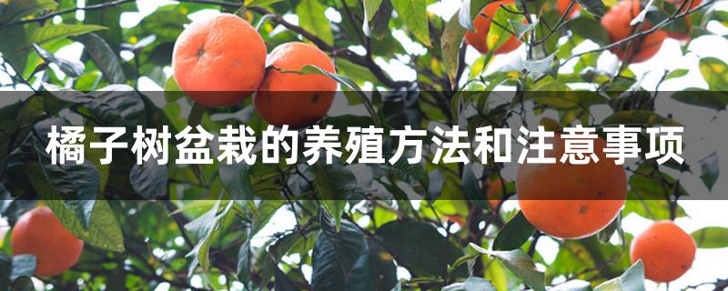 橘子树盆栽的养殖方法和注意事项 橘子树盆栽的养殖方法和注意事项