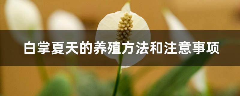 白掌夏天的养殖方法和注意事项 白掌夏天的养殖方法和注意事项