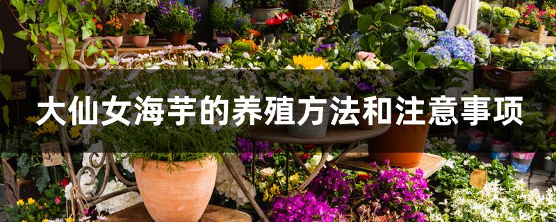 大仙女海芋的养殖方法和注意事项 大仙女海芋的养殖方法和注意事项