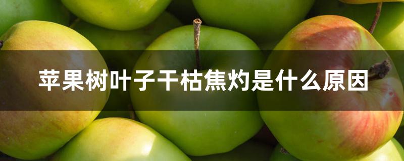 苹果树叶子干枯焦灼是什么原因 苹果树叶子干枯焦灼是什么原因