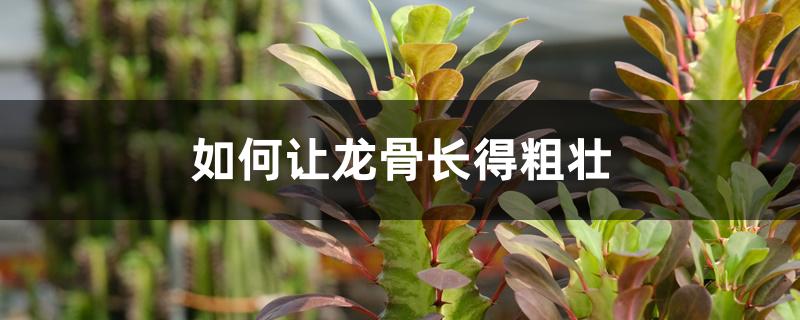 如何让龙骨长得粗壮 如何让龙骨长得粗壮