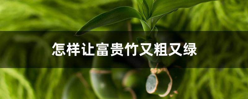 怎样让富贵竹又粗又绿 怎样让富贵竹又粗又绿