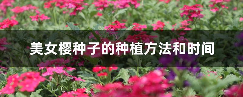 美女樱种子的种植方法和时间 美女樱种子的种植方法和时间