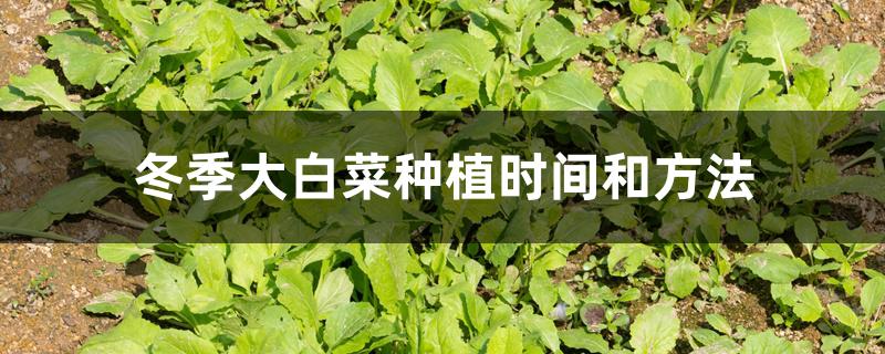 冬季大白菜种植时间和方法 冬季大白菜种植时间和方法