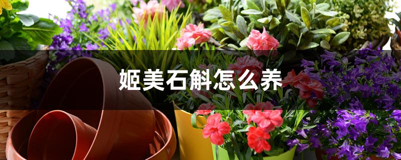 姬美石斛怎么养 姬美石斛怎么养