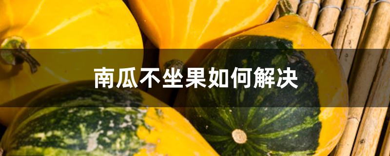 南瓜不坐果如何解决 南瓜不坐果如何解决