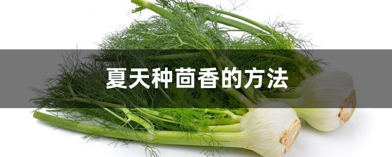 夏天种茴香的方法 夏天种茴香的方法
