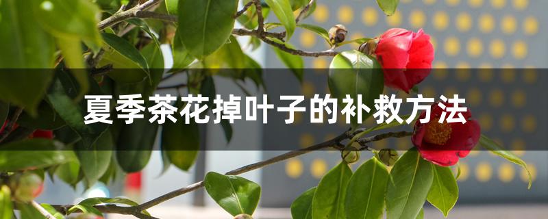 夏季茶花掉叶子的补救方法 夏季茶花掉叶子的补救方法
