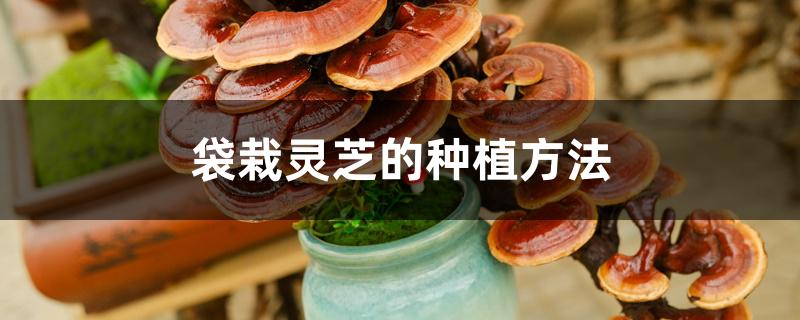 袋栽灵芝的种植方法 袋栽灵芝的种植方法