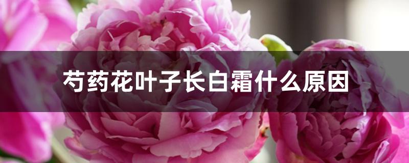 芍药花叶子长白霜什么原因 芍药花叶子长白霜什么原因
