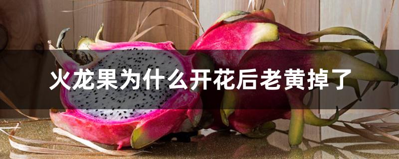 火龙果为什么开花后老黄掉了 火龙果为什么开花后老黄掉了
