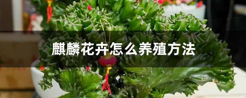 麒麟花卉怎么养殖方法