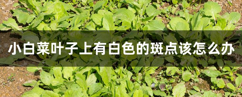 小白菜叶子上有白色的斑点该怎么办 小白菜叶子上有白色的斑点该怎么办