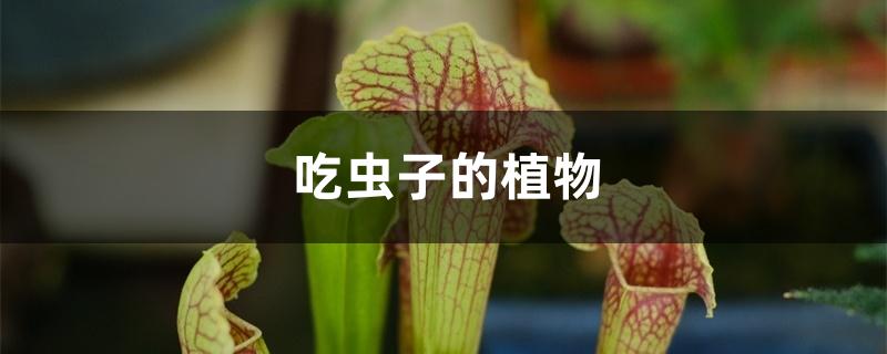 吃虫子的植物 吃虫子的植物