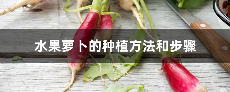 水果萝卜的种植方法和步骤 水果萝卜的种植方法和步骤