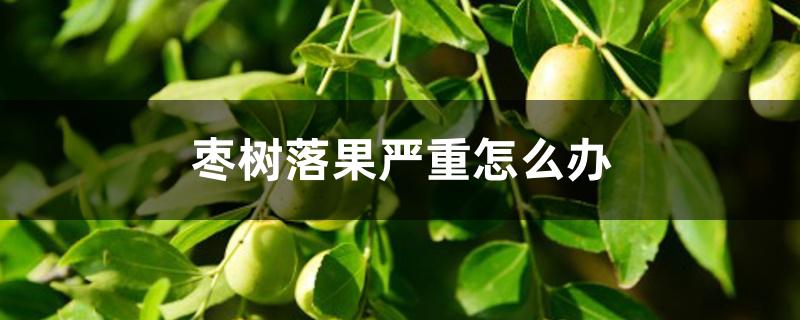 枣树落果严重怎么办 枣树落果严重怎么办