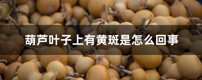 葫芦叶子上有黄斑是怎么回事 葫芦叶子上有黄斑是怎么回事