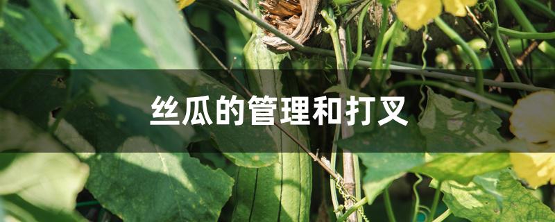 丝瓜的管理和打叉 丝瓜的管理和打叉