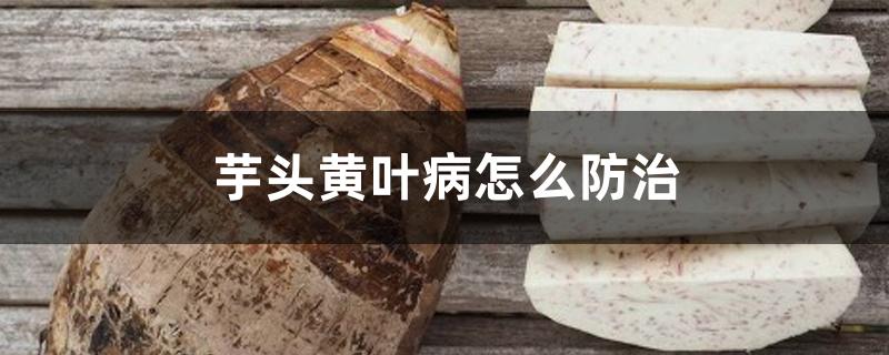 芋头黄叶病怎么防治 芋头黄叶病怎么防治