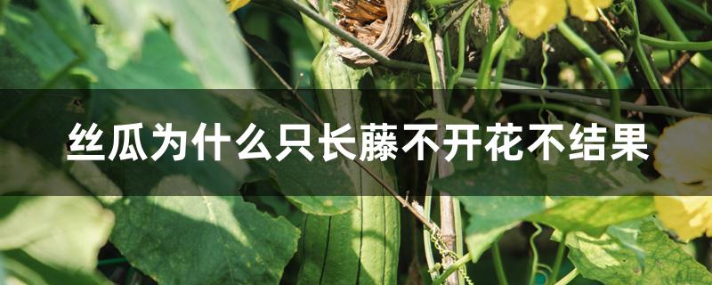 丝瓜为什么只长藤不开花不结果 丝瓜为什么只长藤不开花不结果
