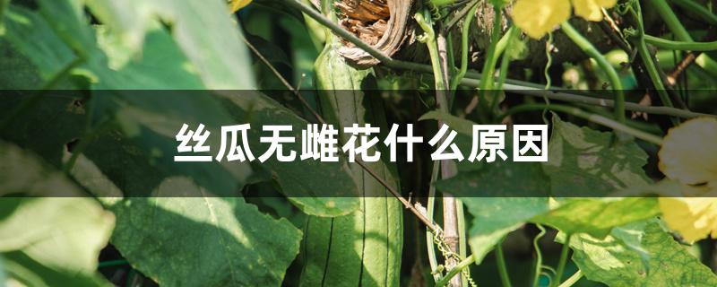 丝瓜无雌花什么原因 丝瓜无雌花什么原因