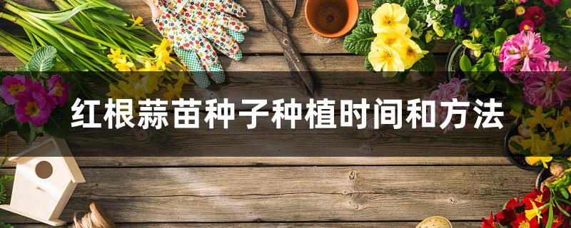 红根蒜苗种子种植时间和方法 红根蒜苗种子种植时间和方法