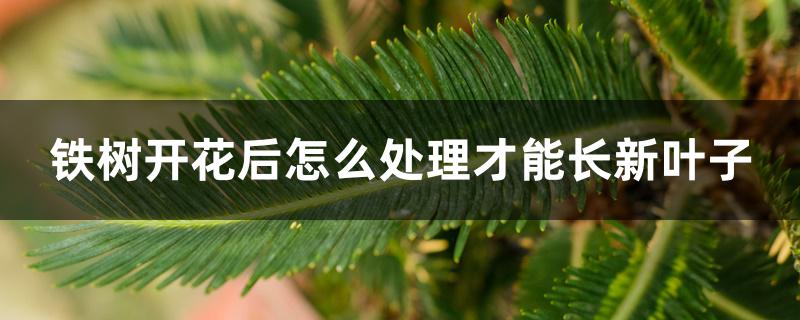 铁树开花后怎么处理才能长新叶子 铁树开花后怎么处理才能长新叶子
