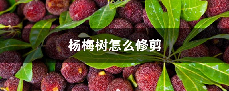 杨梅树怎么修剪 杨梅树怎么修剪
