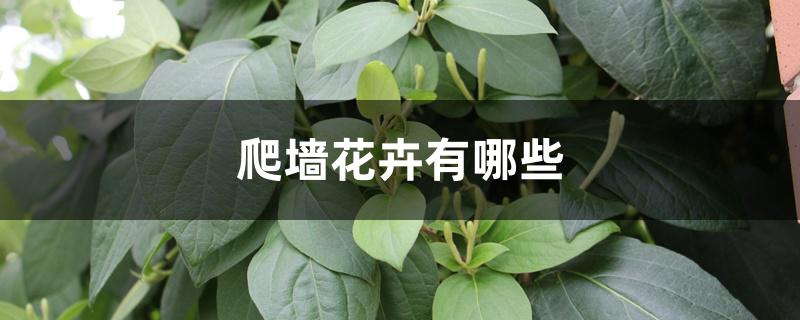 爬墙花卉有哪些 爬墙花卉有哪些