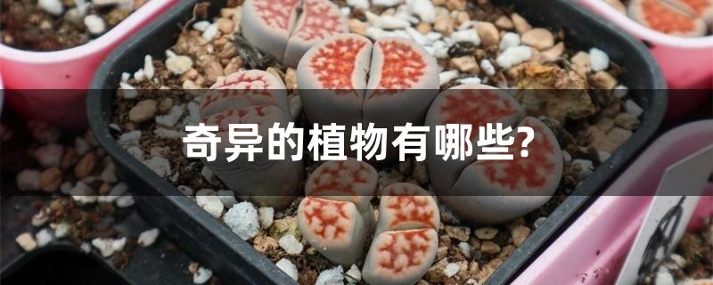 奇异的植物有哪些? 奇异的植物有哪些?