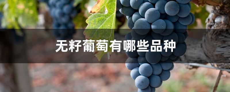 无籽葡萄有哪些品种 无籽葡萄有哪些品种