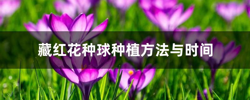 藏红花种球种植方法与时间 藏红花种球种植方法与时间