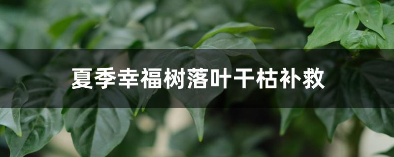 夏季幸福树落叶干枯补救 夏季幸福树落叶干枯补救