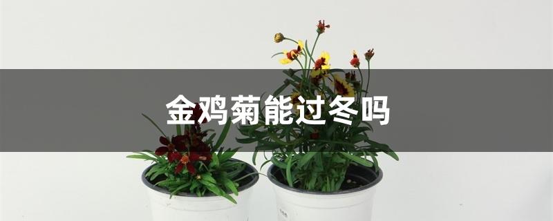 金鸡菊能过冬吗 金鸡菊能过冬吗