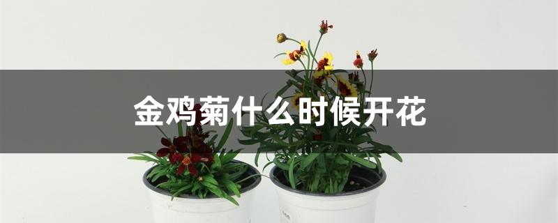 金鸡菊什么时候开花 金鸡菊什么时候开花