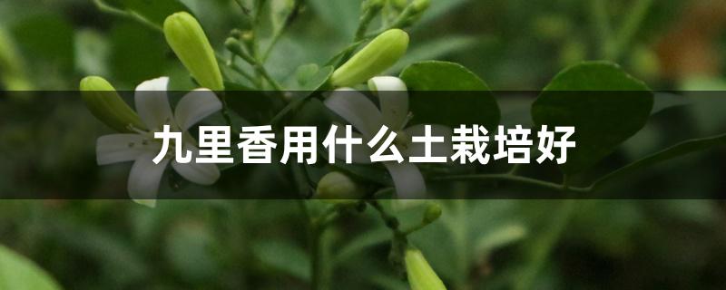 九里香用什么土栽培好 九里香用什么土栽培好