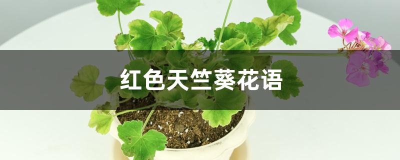 红色天竺葵花语 红色天竺葵花语
