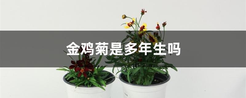 金鸡菊是多年生吗 金鸡菊是多年生吗